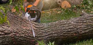 Best Storm Damage Tree Cleanup  in Bokeelia, FL