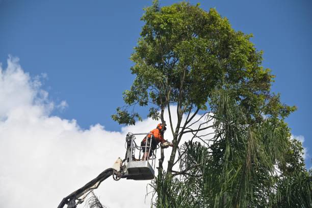 Best Tree Disease Treatment  in Bokeelia, FL