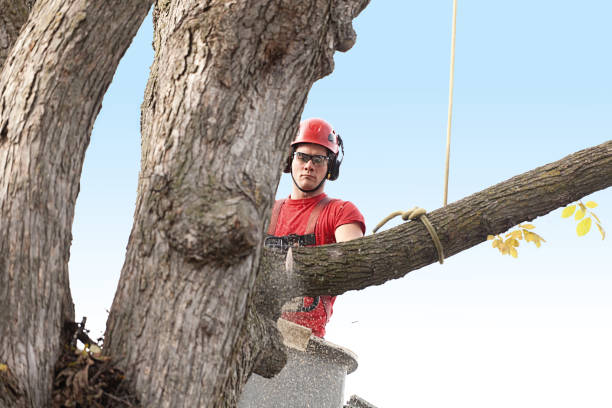 How Our Tree Care Process Works  in  Bokeelia, FL